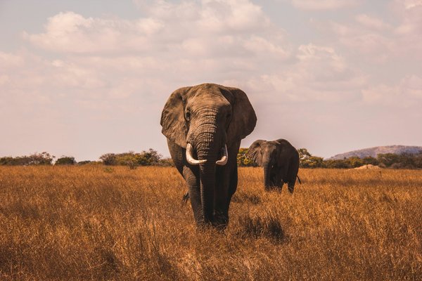 Comment organiser un camping pour observer les éléphants sauvages en Afrique?